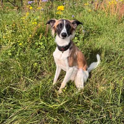 Hundetreffen-Windhund-Flitz-Freunde gesucht-Bild