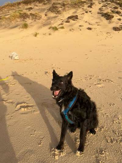 Mich würde interessieren ob hier noch mehr leute sind,die auch kroatische schäferhund (mix) haben-Beitrag-Bild