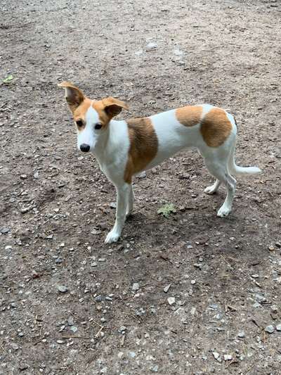 Windhunde - Treffen der besonderen Schönheiten
HERZLICH WILLKOMMEN-Beitrag-Bild