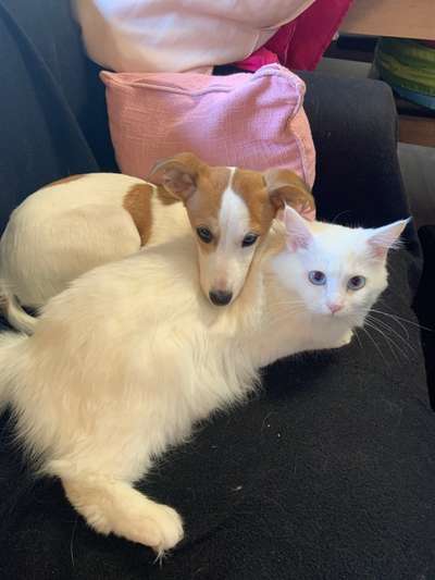 Hund und Katz Momente-Beitrag-Bild