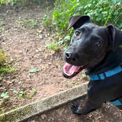 Hundetreffen-Hundefreunde Gomaringen-Bild