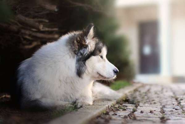 Nassfutter draußen verfüttern 🐾-Beitrag-Bild