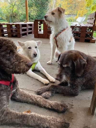 Hundetreffen-Welpen auf der Roten Insel-Bild