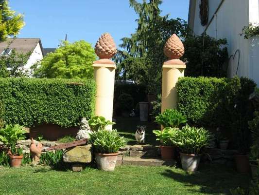 61. Handyfotochallenge - der springende Hund-Beitrag-Bild