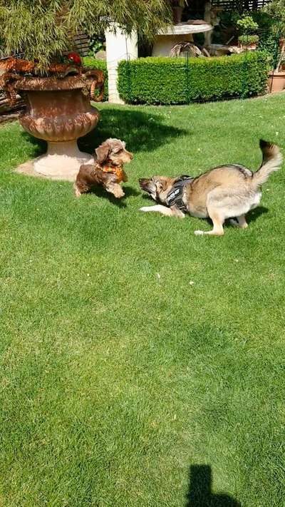 155. FotoChallange * David und Goliath *-Beitrag-Bild