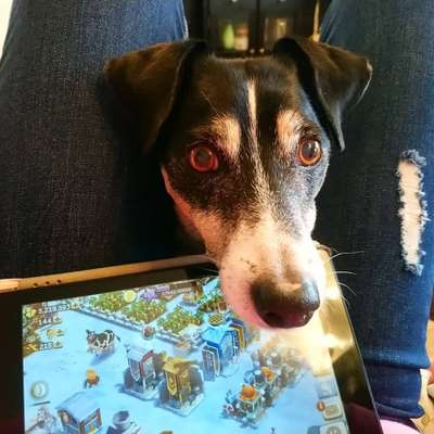 Dogorama Photo Challenge- Aufmerksamkeit bitte!-Beitrag-Bild