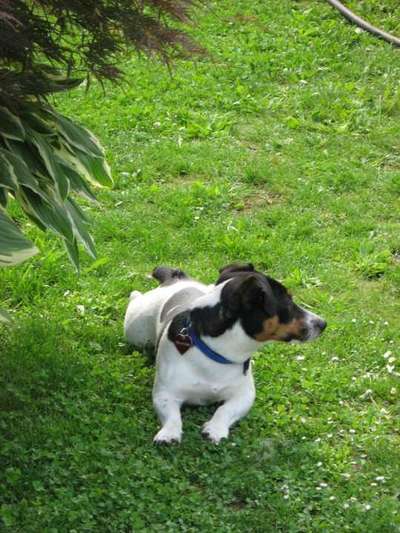 52. Collagenchallenge: Dein Hund im Sonnenschein-Beitrag-Bild