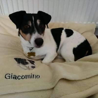 Großer oder kleiner Hund ?-Beitrag-Bild