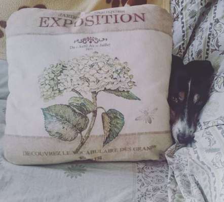 143. Fotochallenge: Ja, wo isser denn?-Beitrag-Bild