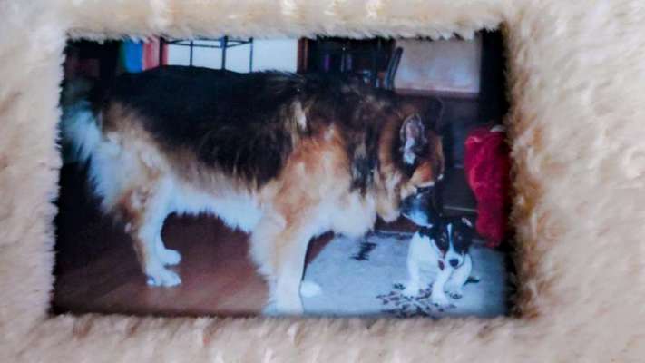 Großer oder kleiner Hund ?-Beitrag-Bild