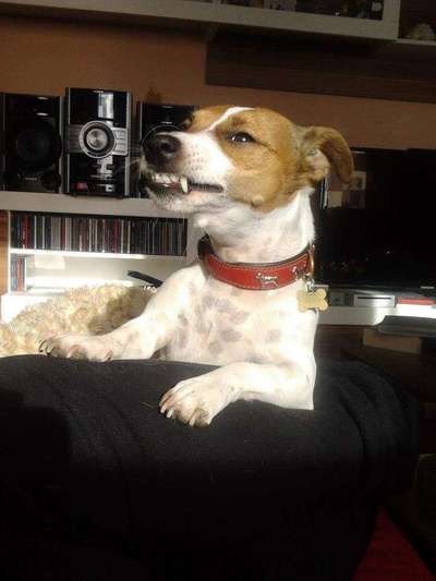 Dogorama Photo Challenge- Aufmerksamkeit bitte!-Beitrag-Bild