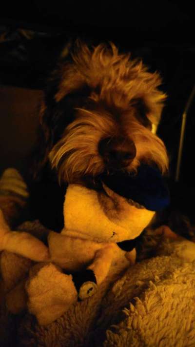 Zeige deinen Schatz mit seinem Lieblingsspielzeug.-Beitrag-Bild