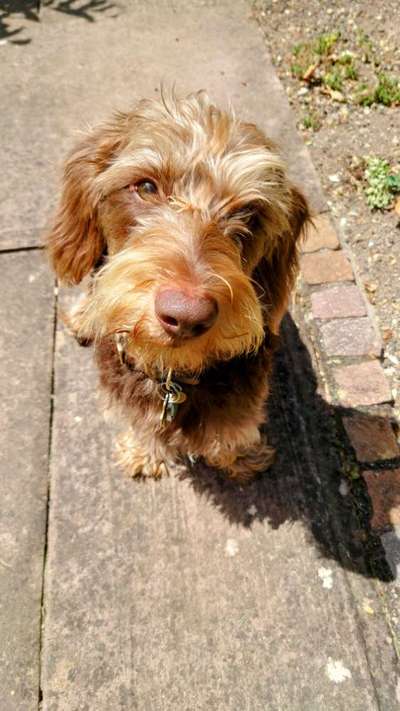 Reinrassige Hunde?-Beitrag-Bild