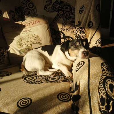 52. Collagenchallenge: Dein Hund im Sonnenschein-Beitrag-Bild