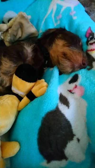 Zeige deinen Schatz mit seinem Lieblingsspielzeug.-Beitrag-Bild