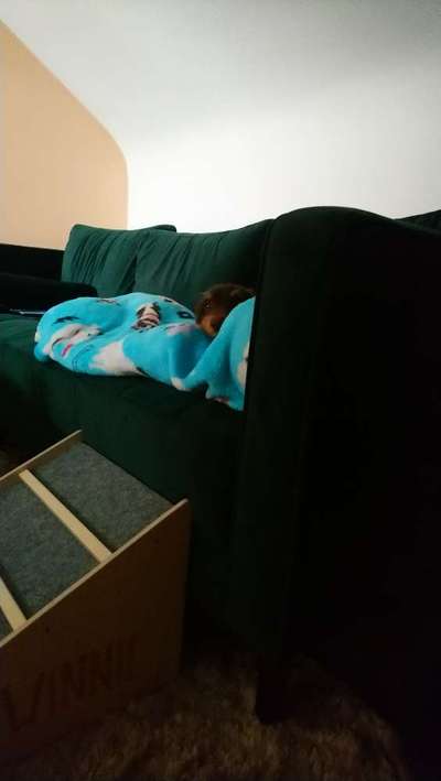 Dogorama Photo Challenge - Versteckspiel-Beitrag-Bild