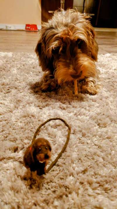 149. Foto Challenge: Wer ist hier der Boss!-Beitrag-Bild