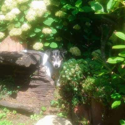 52. Collagenchallenge: Dein Hund im Sonnenschein-Beitrag-Bild