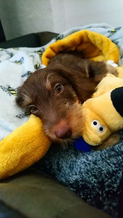 Wie seid ihr zu eurem Welpen gekommen?-Beitrag-Bild