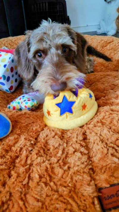 Fotochallenge: Hunde-Geburtstag-Beitrag-Bild