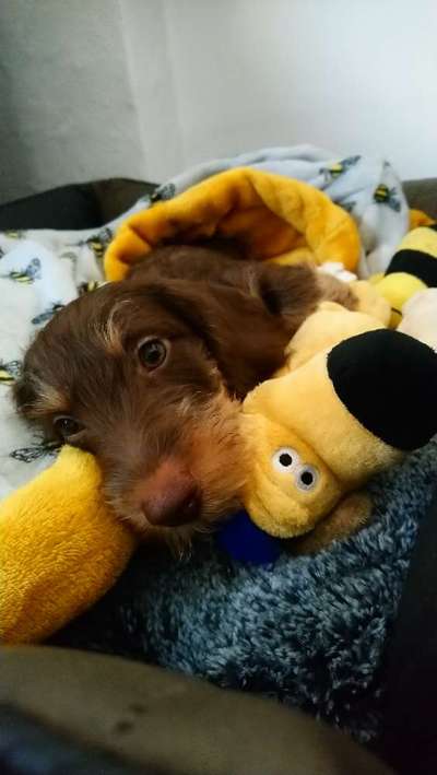 Zeige deinen Schatz mit seinem Lieblingsspielzeug.-Beitrag-Bild