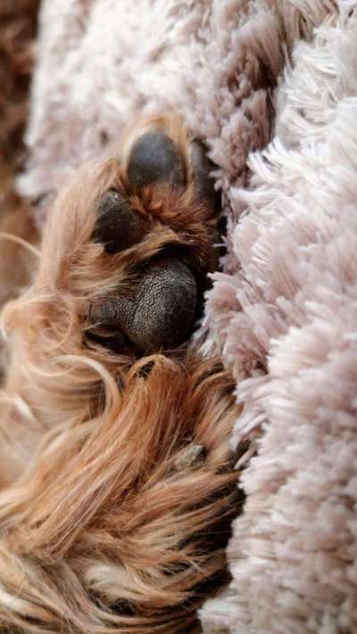 Dogorama Photo Challenge - Details Ganz nah-Beitrag-Bild