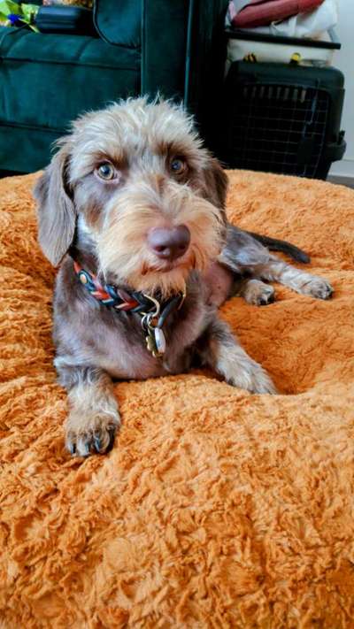 Wie seid ihr zu eurem Welpen gekommen?-Beitrag-Bild