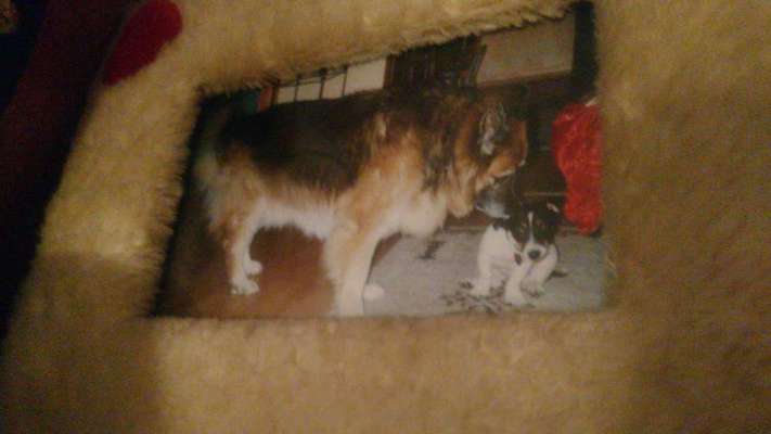 Welche Konstellation Zweithund-Beitrag-Bild