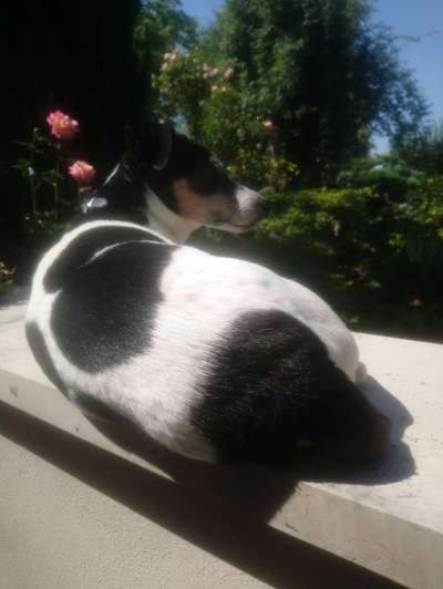 52. Collagenchallenge: Dein Hund im Sonnenschein-Beitrag-Bild