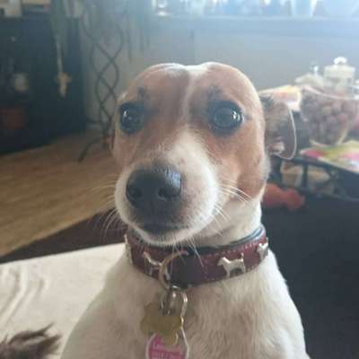 Großer oder kleiner Hund ?-Beitrag-Bild