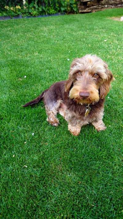 Großer oder kleiner Hund ?-Beitrag-Bild