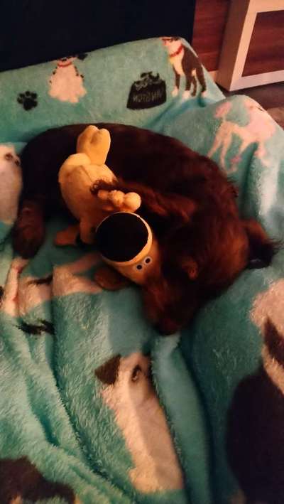 Zeige deinen Schatz mit seinem Lieblingsspielzeug.-Beitrag-Bild