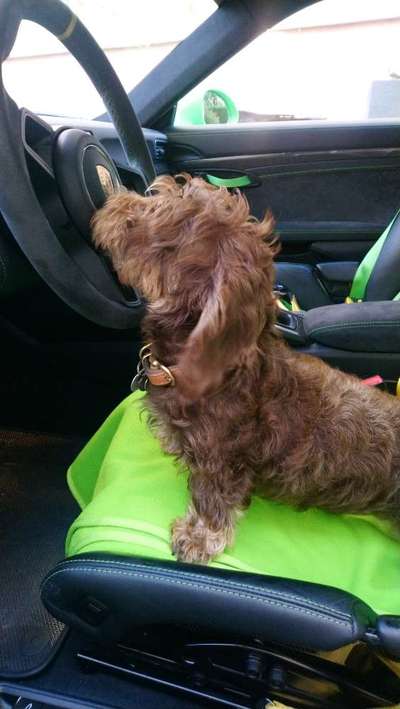 Dogorama Photo Challenge - TV Hund-Beitrag-Bild