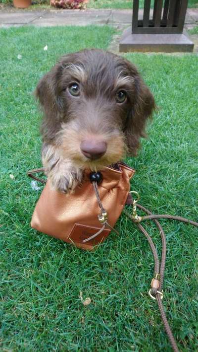 Wie heißt dein Hund?-Beitrag-Bild