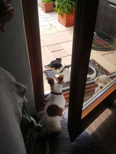 Welche Konstellation Zweithund-Beitrag-Bild