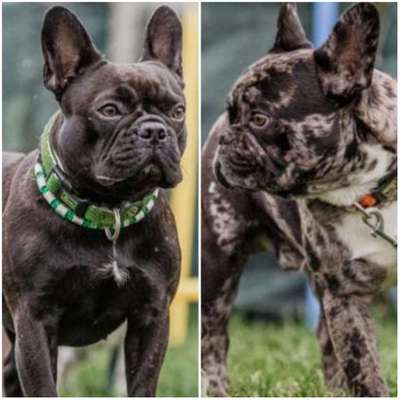 Hundetreffen-Gassigehen und Spielen-Bild