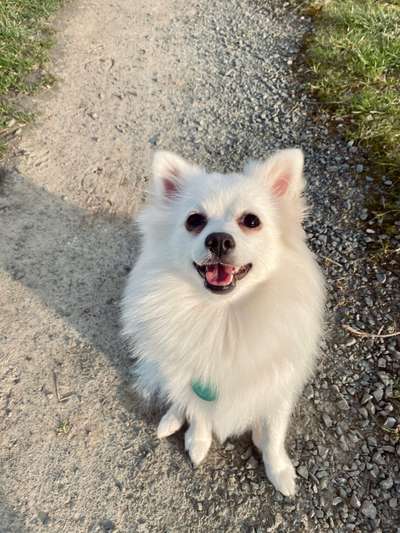 Hundetreffen-Kleinhunde / Spitz Treffen Langel-Bild