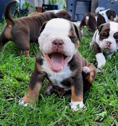 Welpen Bilder !-Beitrag-Bild