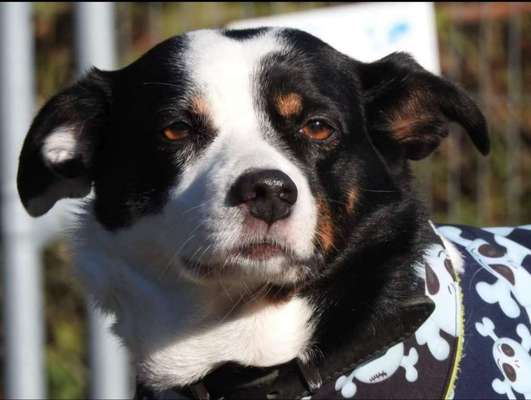 Dogorama Photo Challenge - Hundeblick zum hinschmelzen-Beitrag-Bild