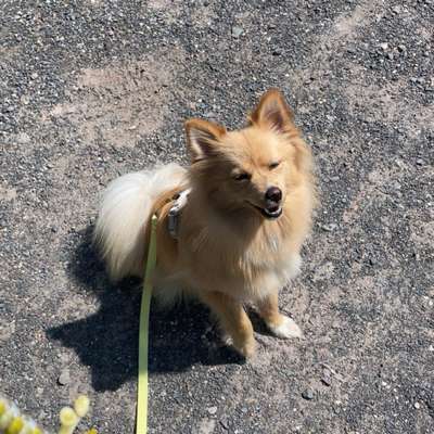 Hundetreffen-Gassi Freunde gesucht-Bild