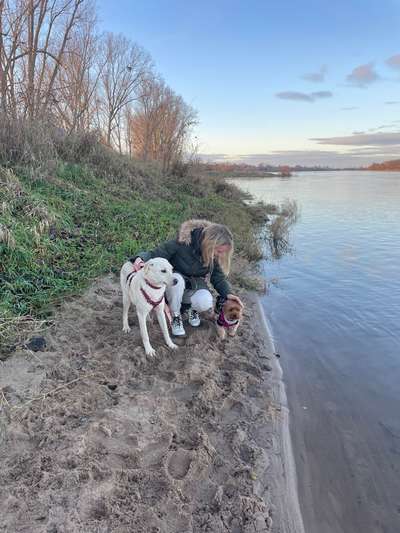 Hundetreffen-Gassirunde-Bild