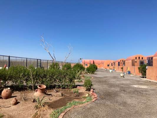 Tierschutzvereine-Beitrag-Bild