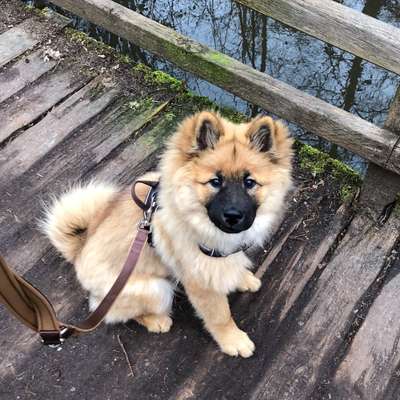 Eurasier hier?-Beitrag-Bild