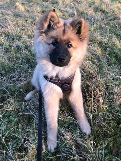 Eurasier-Beitrag-Bild
