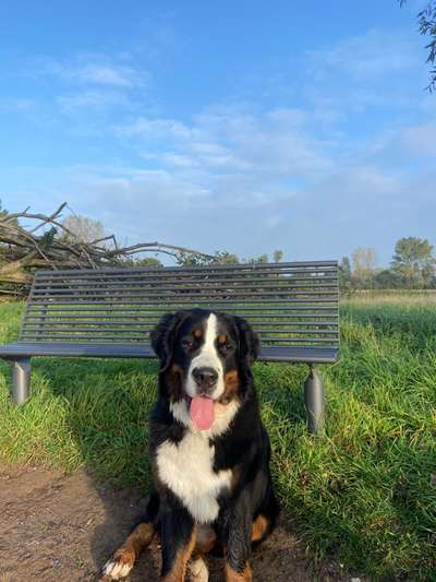 Berner Sennen-Beitrag-Bild