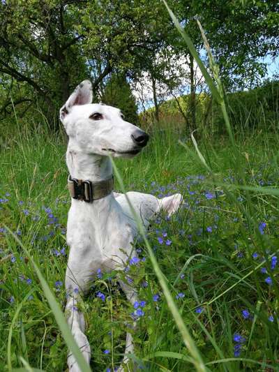 Auslandstierschutz-Beitrag-Bild