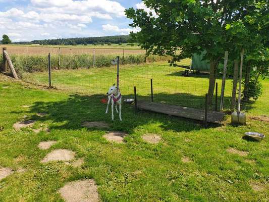 Windhunde - Treffen der besonderen Schönheiten
HERZLICH WILLKOMMEN-Beitrag-Bild