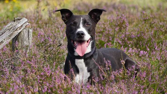 Dogorama Photo Challenge - Tierischer Urlaub-Beitrag-Bild