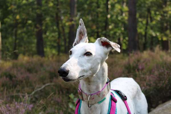 Dogorama Photo Challenge - Tierischer Urlaub-Beitrag-Bild