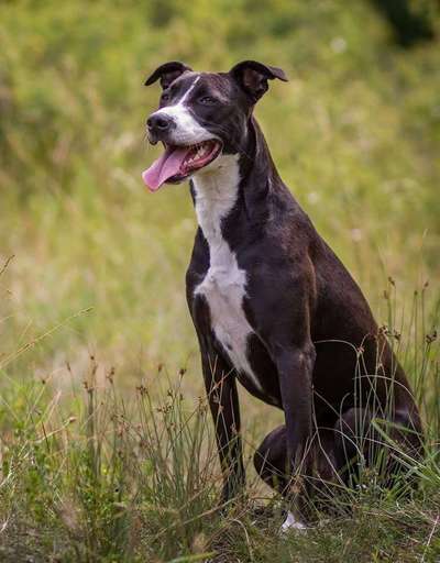 Mischlinge raten - Rätselspaß-Beitrag-Bild